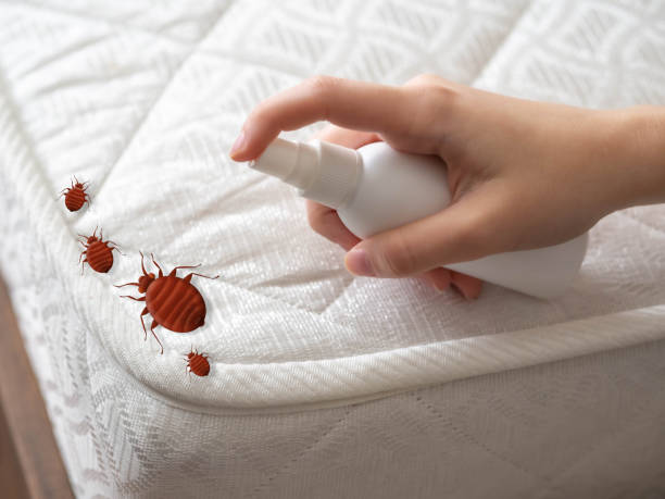 Emergency Pest Control in Kingman, AZ